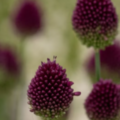 Allium Bulbs