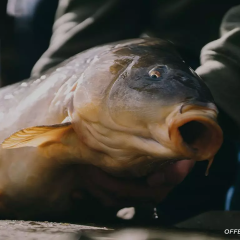 Selected Hookbaits, Boilies and Groundbait