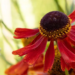 selected plants and outdoor living