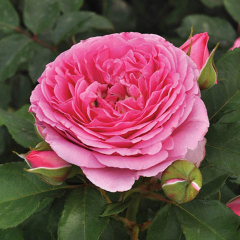 selected flowers, plants and garden essentials